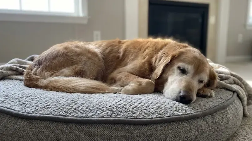 Perro mayor durmiendo plácidamente en una cama ortopédica gruesa