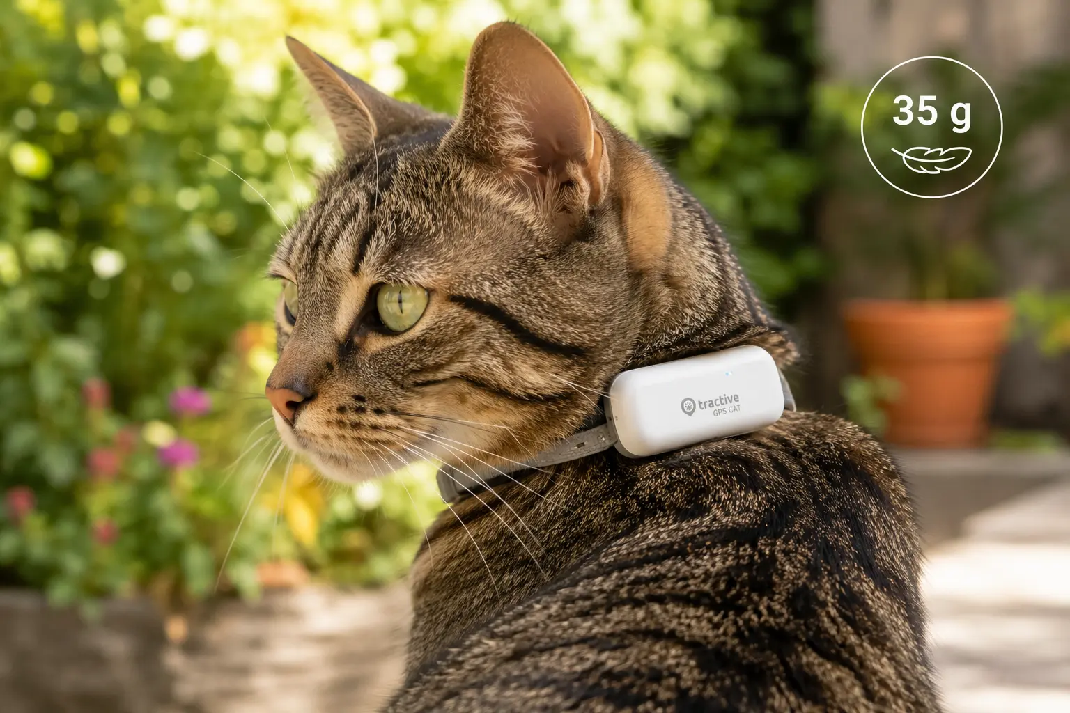 Mejores Collares GPS para Gatos Pequeños y Ligeros (2026): Guía Real sin Humo
