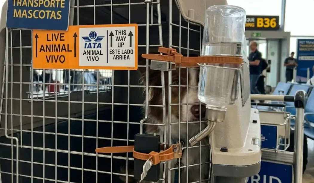 Detalle de la puerta metálica de un transportín con bridas de seguridad y bebedero colgante