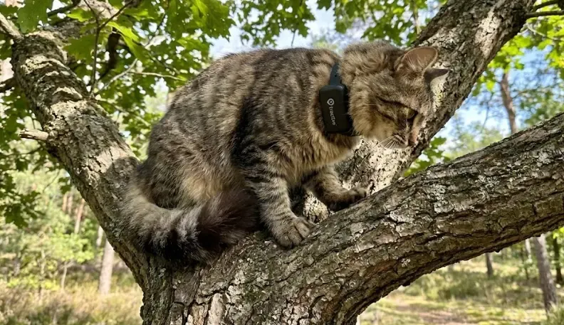 Gato con collar GPS Tractive subido a un árbol