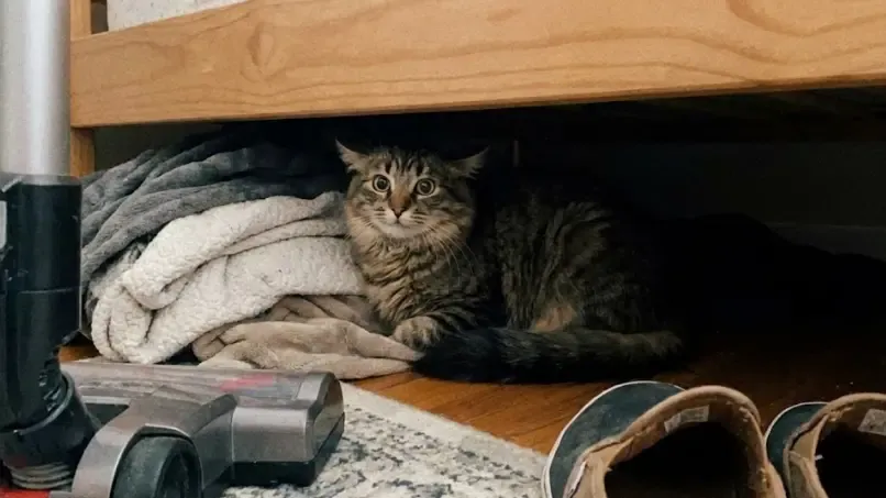 Gato escondido bajo la cama mirando fijamente y asustado hacia afuera