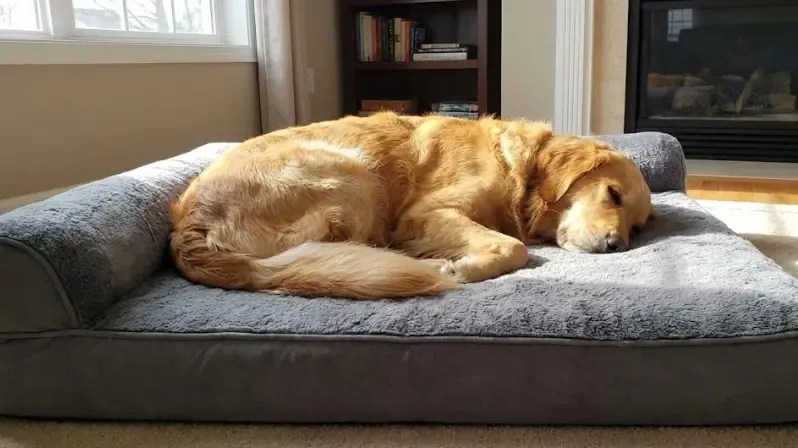 Perro Golden Retriever descansando plácidamente en una cama gruesa de espuma viscoelástica