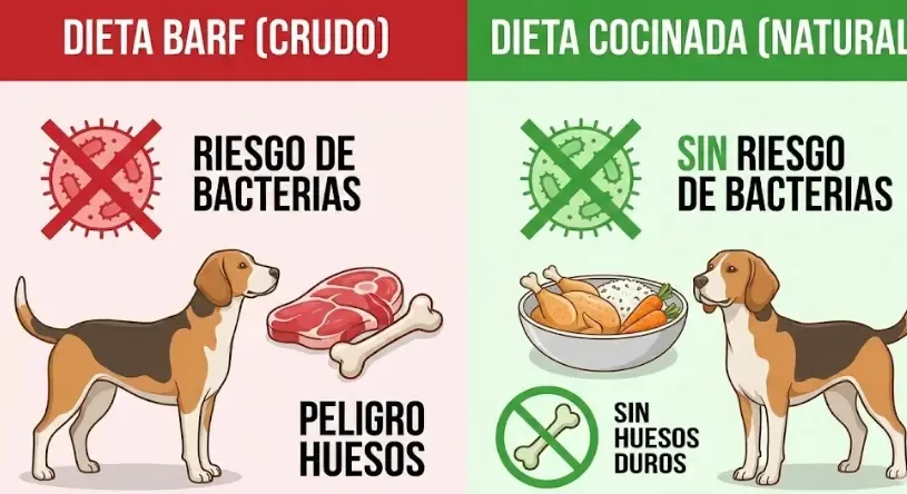 Infografía comparativa BARF vs Cocinada: Icono de bacteria tachado en cocinada, icono de hueso prohibido en cocinada