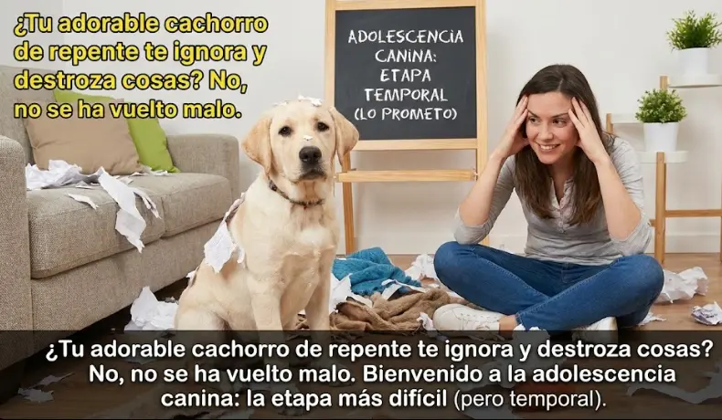 ¿Tu Perro se ha Vuelto Rebelde? Guía de Supervivencia a la Adolescencia Canina