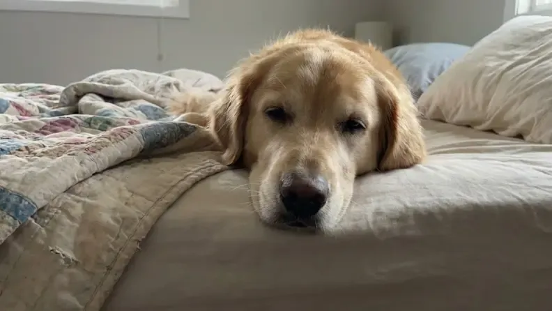 Perro apoyando la cabeza en el borde elevado de una cama sofá