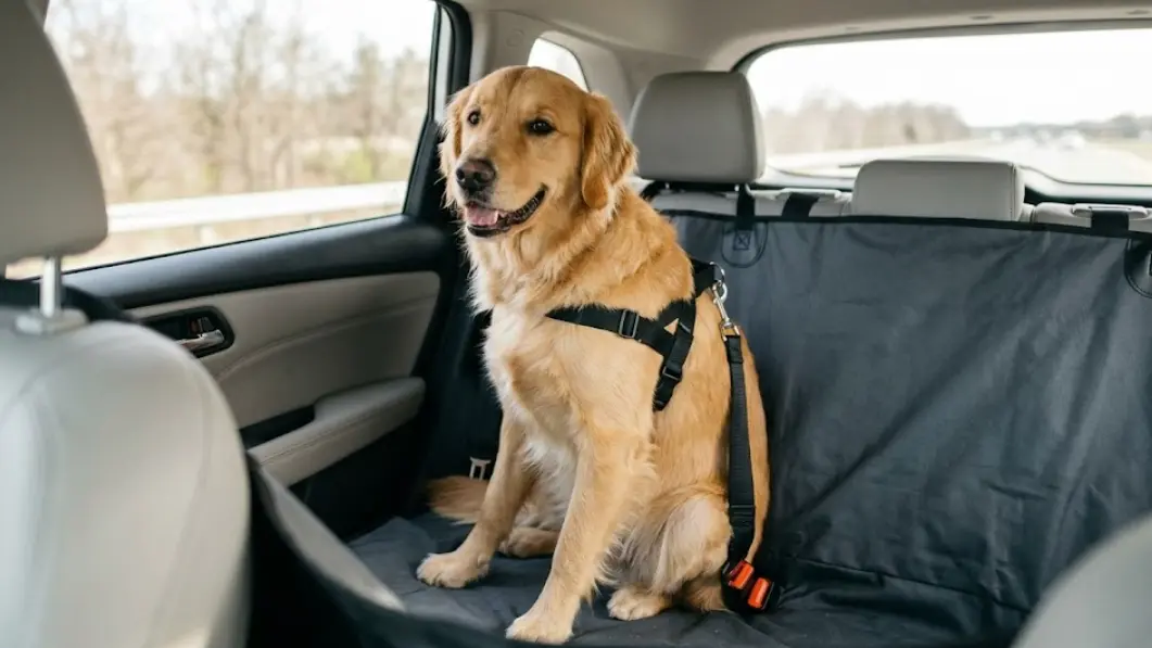 Cinturones y Fundas de Coche para Perros: El Secreto de un Viaje Seguro y Limpio