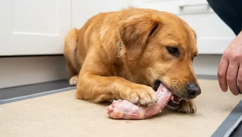 Perro comiendo un cuello de pollo crudo con seguridad