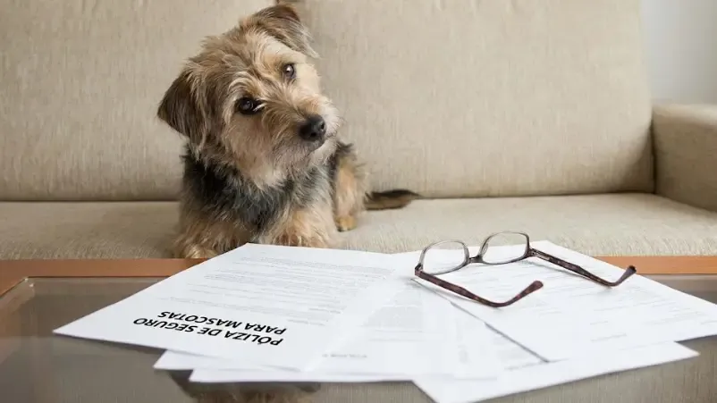 Perro mirando a cámara con gesto de duda sobre documentos