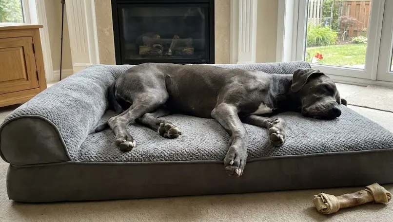 Camas Ortopédicas para Perros Grandes: Guía de Compra y Salud 2025