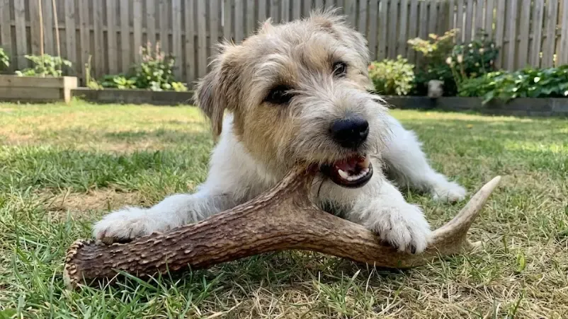 Perro adolescente mordiendo un juguete resistente tipo asta de ciervo