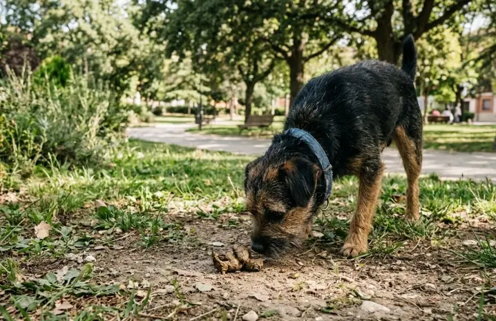 Coprofagia en Perros: Por Qué se Comen sus Heces y Cómo Detener este Hábito