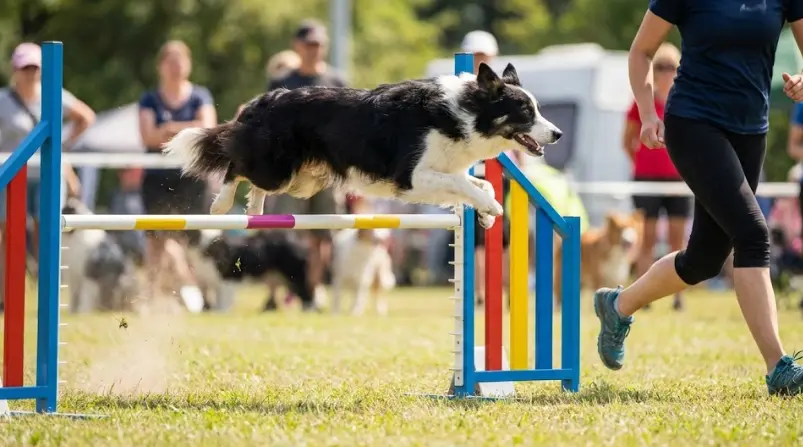 Deportes Caninos: Agility, Canicross y Mantrailing (Guía para Empezar)