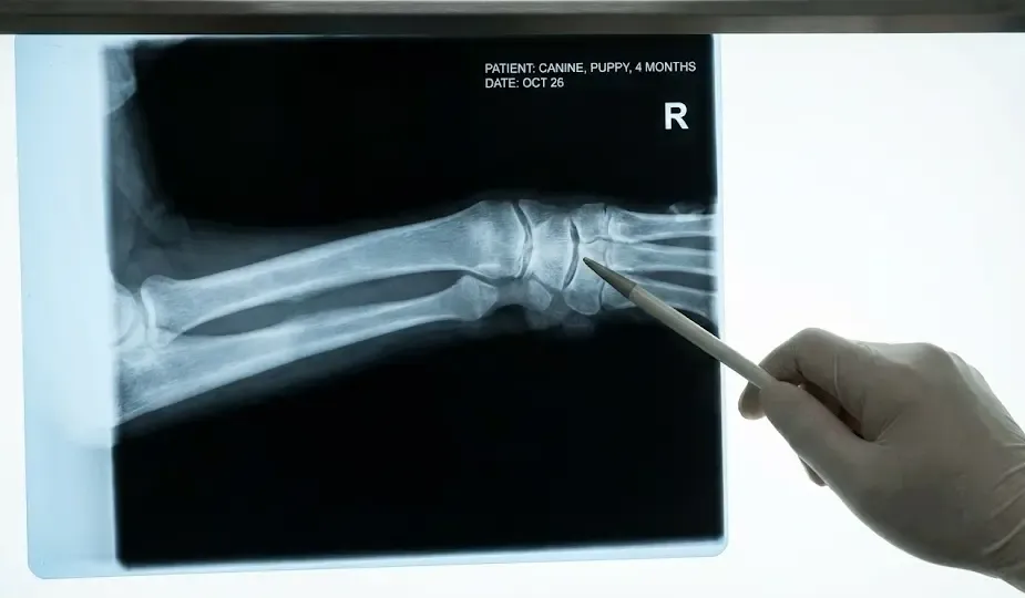 Radiografía de los cartílagos de crecimiento de un cachorro sano