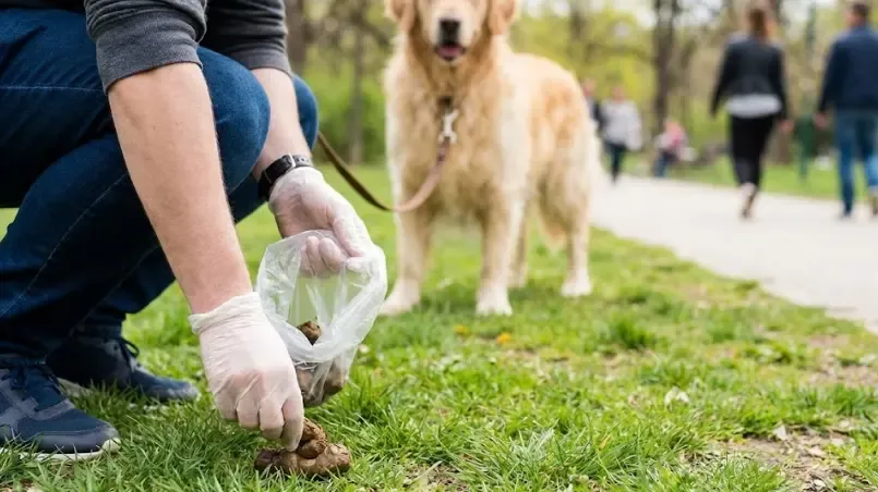 Dueño preocupado recogiendo los restos de diarrea de su perro en el parque