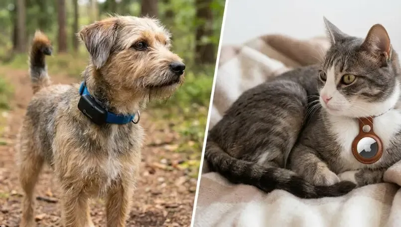 Imagen partida mostrando un perro con collar Tractive a la izquierda y un gato con collar AirTag a la derecha
