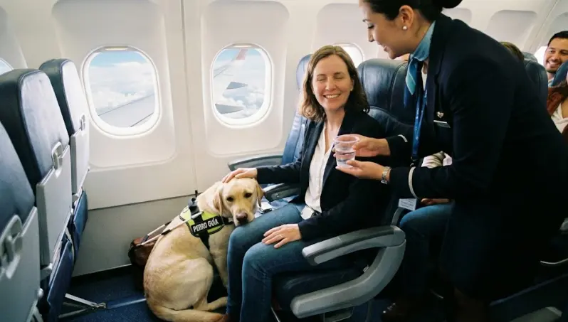 Viajar en Avión con Perro: Guía Completa de Requisitos y Transportines